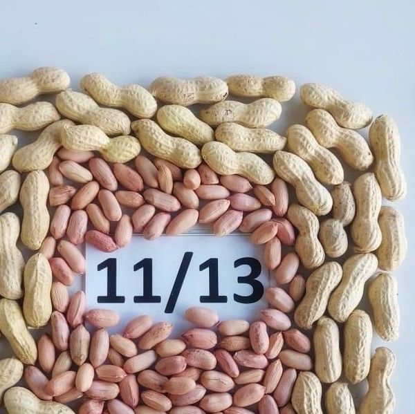 raw peaunts size 11/13 from 이집트 supplied by AL ALAMIA NUTS - 고품질 생땅콩