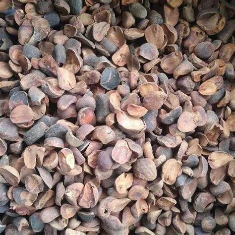 DRIED KOLANUT from 나이지리아 supplied by GUM ARABIC COMPANY NIGERIA - Cola Nitida 콜라너트