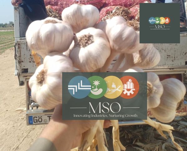 Premium Fresh Garlic from 이집트 supplied by Marryat and Scott for General Trade - 크기: 5s 60mm 신선 마늘