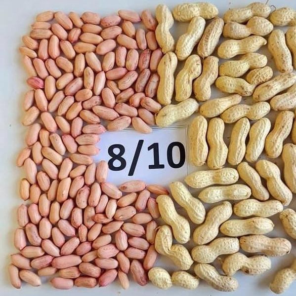 raw peaunts size 8/10 from 이집트 supplied by AL ALAMIA NUTS - 라지 생땅콩