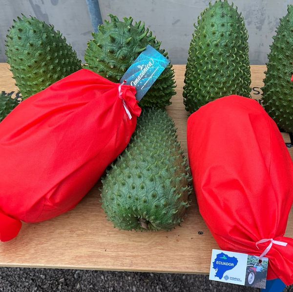 Fresh soursop Guanábana from 에콰도르 supplied by Asoproguan - Fresh (=Chilled) 신선 사워솝