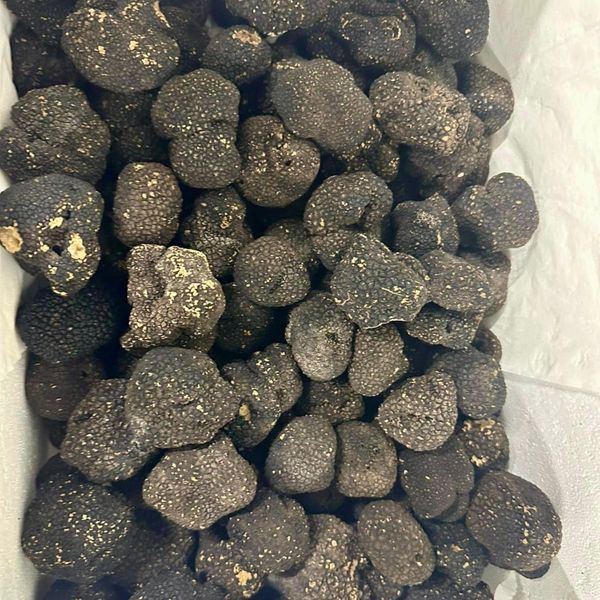 FRESH SUMMER TRUFFLE from 이탈리아 supplied by AR Tartufi srl - Raw 트러플