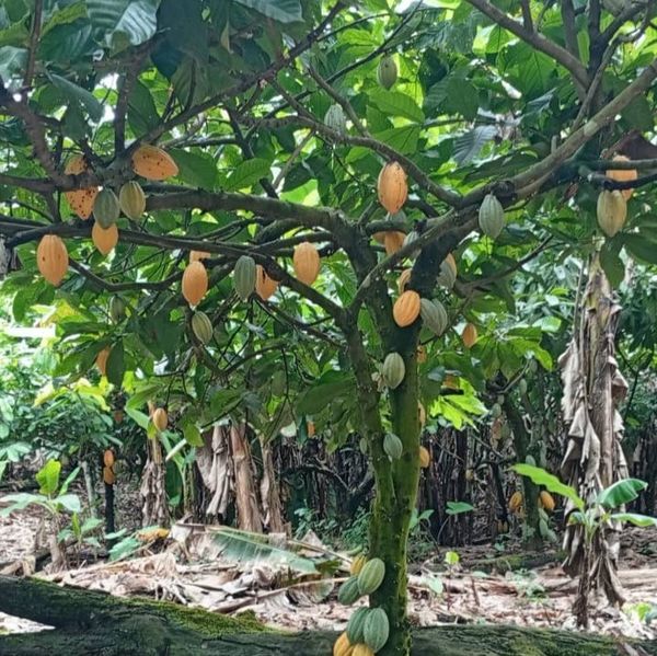 Cocoa tree from 나이지리아 supplied by VINI COCOA PLANTATION NIG.LTD - 원물 코코아콩