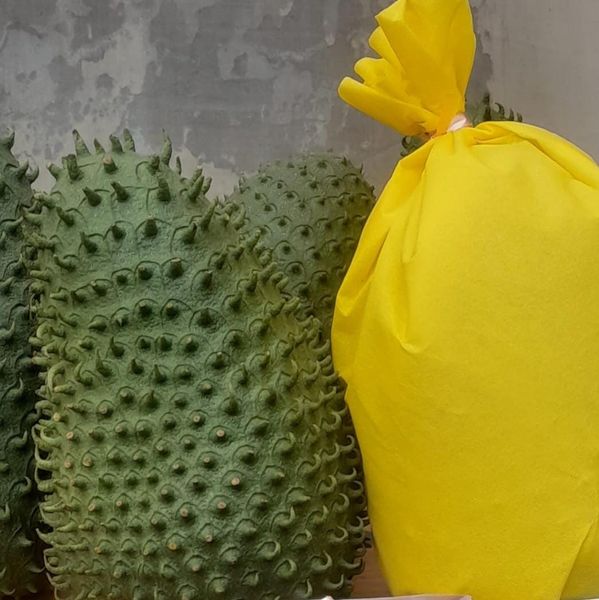 Fresh Soursop from 에콰도르 supplied by Asoproguan - Fresh (=Chilled) 신선 사워솝