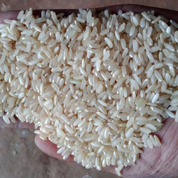 Swarna Brown Rice from 인도 supplied by A&M Commodities llc - Masoori (=Masuri) 쌀