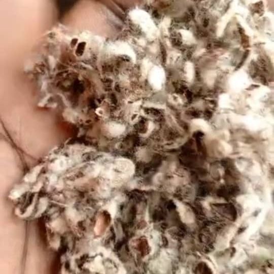 Cotton seed hulls cotton seed cake from Benin supplied by AGRO BUSINESS TRADE IMPORT EXPORT SARL - Cotton Seed
