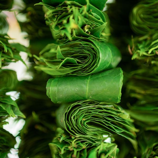 Guayusa Extracts (Liquid, Paste or Powder) from 에콰도르 supplied by Nunalabs - High Quality 차추출물