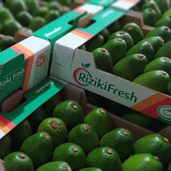 FUERTE AVOCADO from Kenya supplied by RIZIKI FRESH LIMITED - Size: 14-16 Fresh Avocado