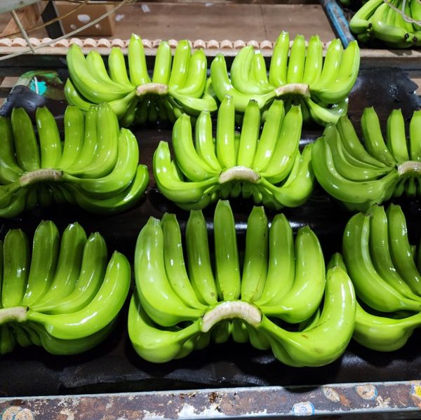 cavendish banana from 베트남 supplied by AGN., ltd - 신선 바나나