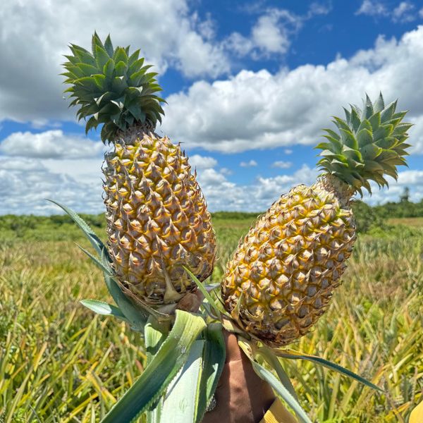 QUEEN RAYA PINEAPPLE - BRIX 14% UP from 인도네시아 supplied by PT. Dastan Global Mandiri - Size: <8 (=Less than 8) 신선 파인애플