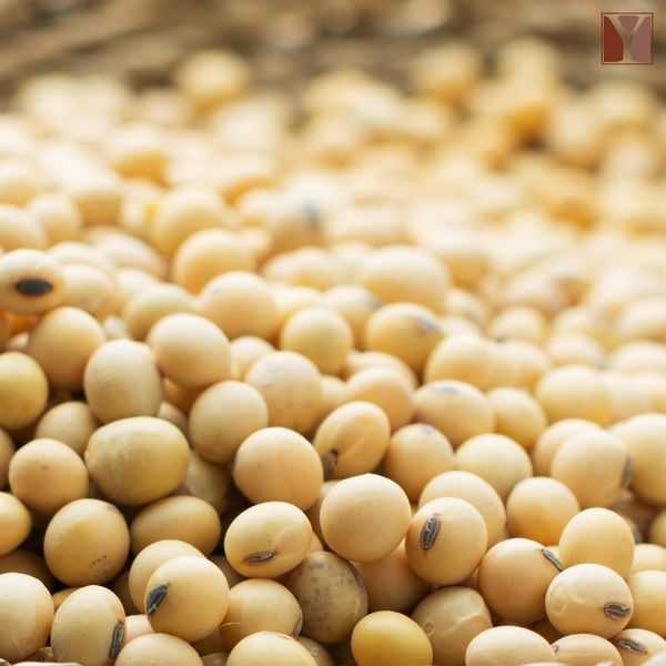 Non-GMO Soybeans from Ghana supplied by JP Yata Ltd - Seed Soybean