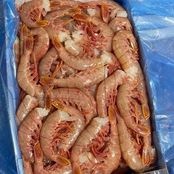 LANGOSTINO ARGENTINO PESCA 2024 (NCM  0306.17.90 - C2) from 아르헨티나 supplied by Grupo Feblan - 냉동 냉수성 새우