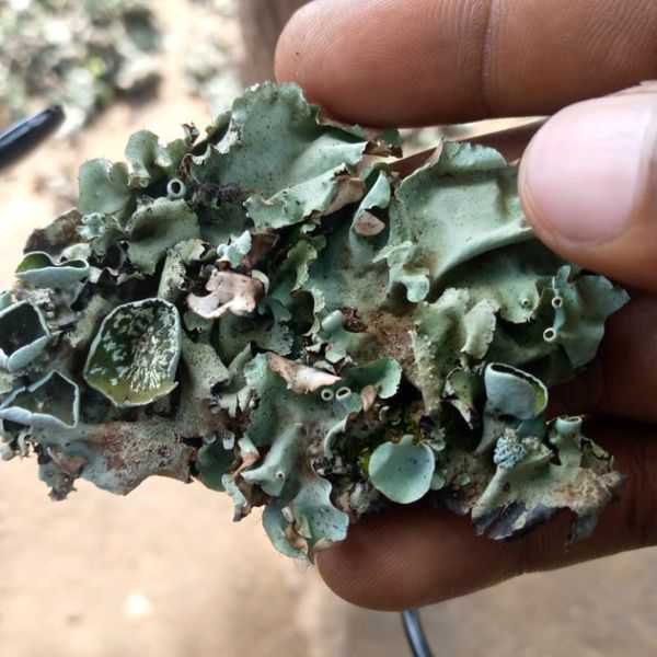 Stone Flower from 나이지리아 supplied by Dailah Agro Limited - U.S. Grade A 혼합 향신료 상품