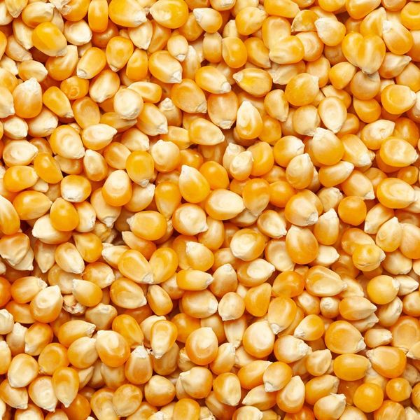 Maize from 인도 supplied by Liberty Exports - Fine Quality 옥수수
