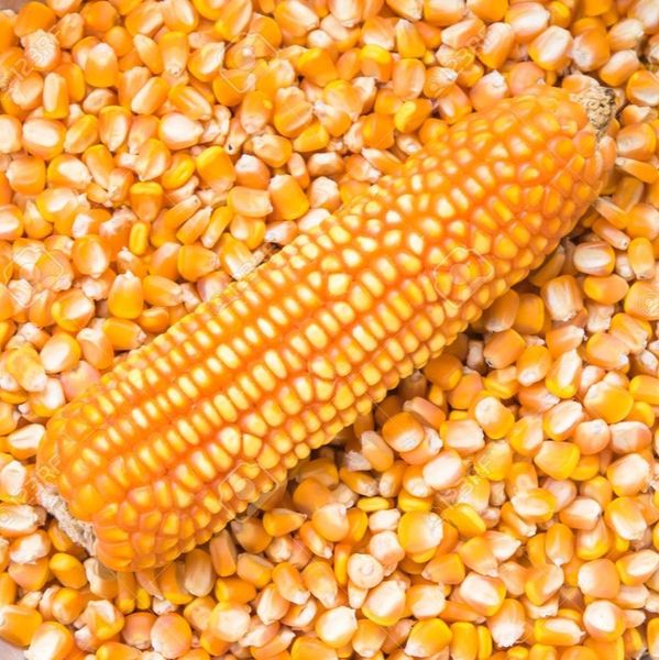 Yellow/White Maize (Corn) - High-Quality Supply with 14.5% Moisture Max from 탄자니아 supplied by Glacier Group Company Limited - Pure White 옥수수