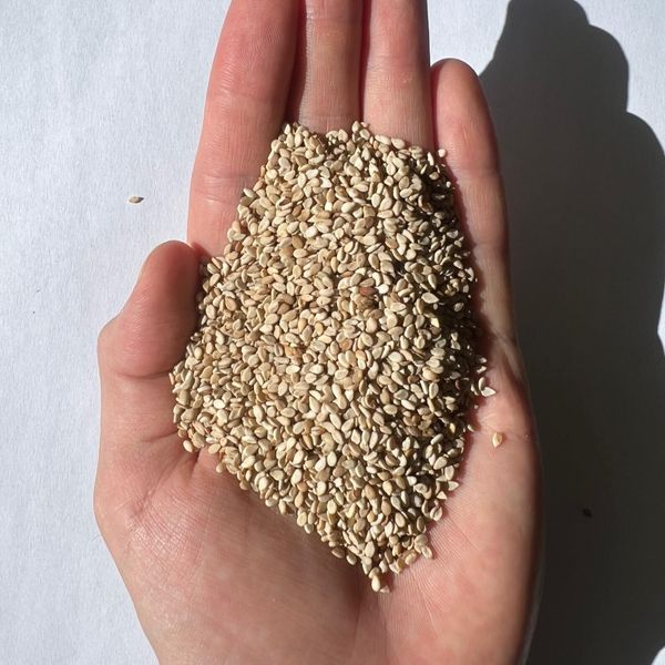 Sesame Seeds 99.95% from 파라과이 supplied by Paramex Trade SAPI de CV - 6% 참깨