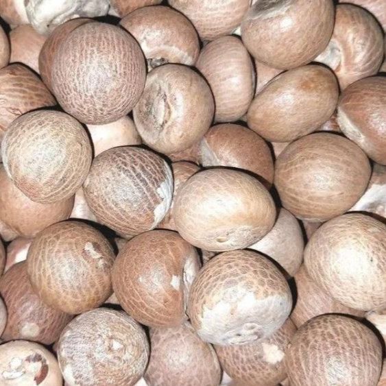 Arecanut Betel Nut Supari from 인도 supplied by AGROCARTE EXIM ENTERPRISES PRIVATE LIMITED - Fresh 아레카너트