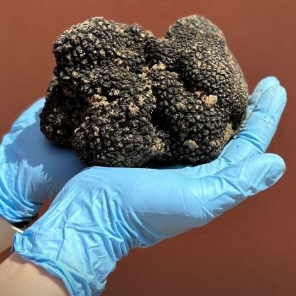 Fresh Autumn truffles (Tuber uncinatum Chatin) from 이탈리아 supplied by S.Z.TARTUFI DI ZACCARDI E SERAFINI SNC - Black Autumn Truffle (=Tuber Uncinatum) 트러플