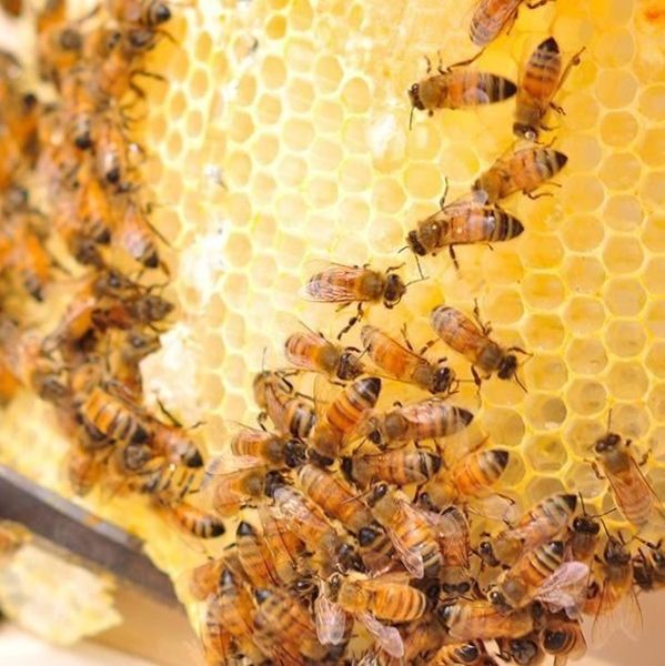 BEE HONEY (100% Natural Pure Forest Honey) from 인도 supplied by AGROCARTE EXIM ENTERPRISES PRIVATE LIMITED - Original 꿀