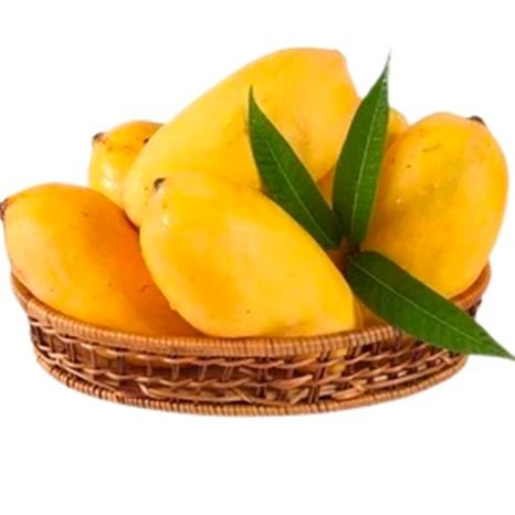 Pakistani Fresh Mango from Pakistan supplied by LANSAR ENTERPRISE - Organic Fresh Mango
