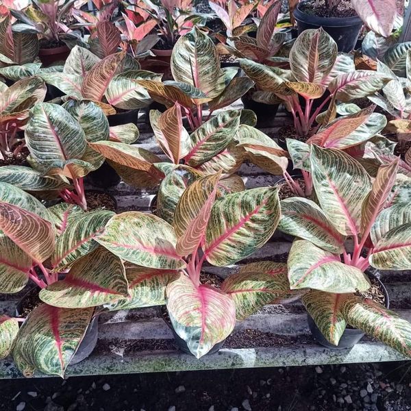 Aglaonema from 인도네시아 supplied by tropic plant shop - 기타 상품