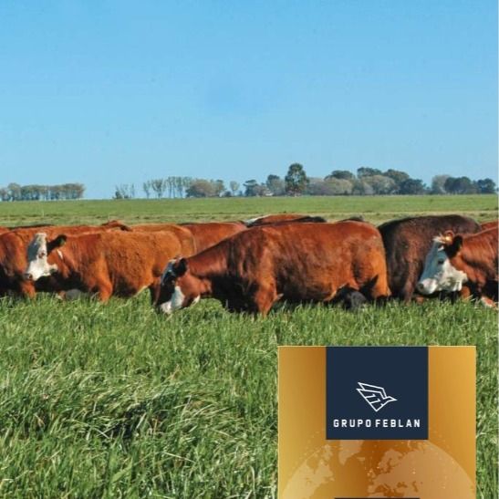 Argentine Beef - frozen boneless - frozen Argentine Meat from 아르헨티나 supplied by Grupo Feblan - 럼프 로스트 뼈 없는 냉동 소고기