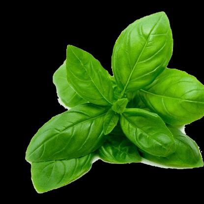 Basil from 이집트 supplied by ElSeba Spices & Herbs - Ground 바질