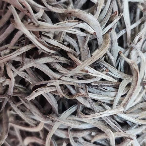 White Tea from 인도네시아 supplied by PT. Zanura Eximia Nusa - 건조 백차