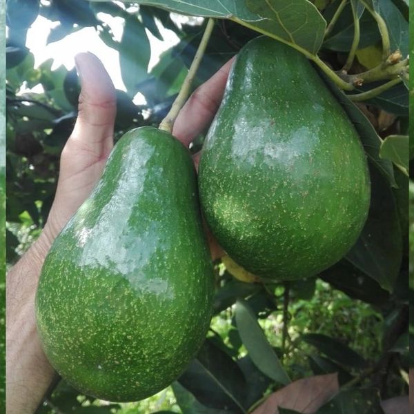 Avocado Semil from 콜롬비아 supplied by FoodsMas - 초이스 신선 아보카도
