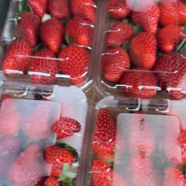 Strawberry from Egypt supplied by Harvest Hub - Class 1 A Fresh Strawberry