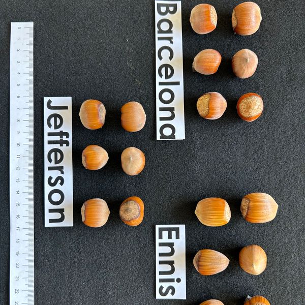 Hazelnut from United States supplied by JCP International Pte Ltd - Shelled Raw Hazelnut