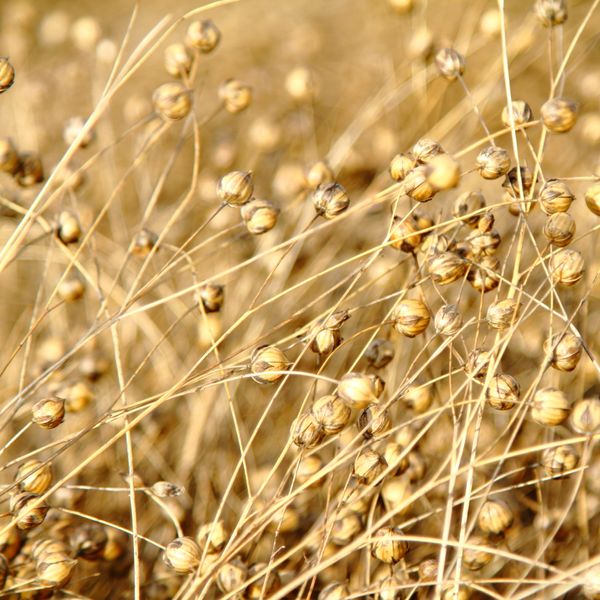 linseed from 러시아 supplied by Mike Krotkov - 아마 씨