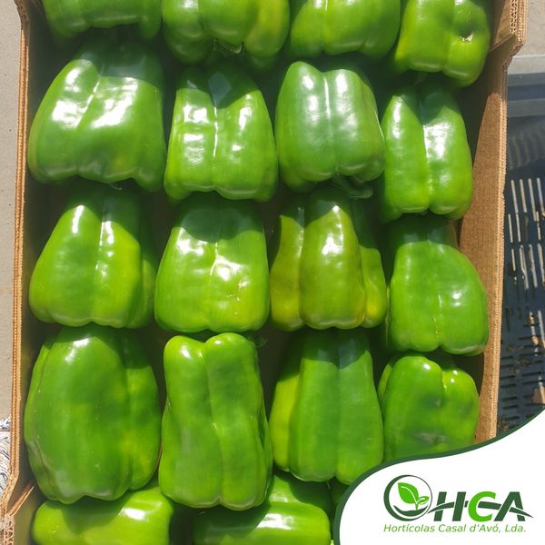 Green Peppers from 포르투갈 supplied by Hortícolas Casal d'Avó, Lda. - Extra Quality - Very Good 기타 피망