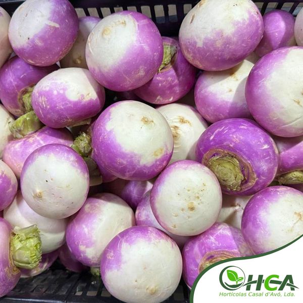 Turnips from Portugal supplied by Hortícolas Casal d'Avó, Lda. - Good Quality Turnip