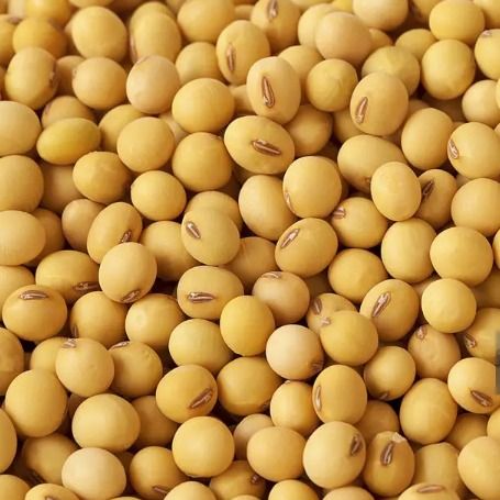 Soybeans from 가나 supplied by Sommalife - Dried (=Dehydrated) 대두