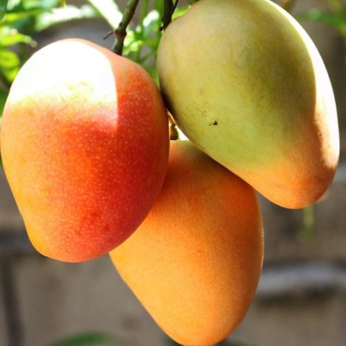 Mangoes from 케냐 supplied by Premium Ethical Foods - Size: 16 신선 망고