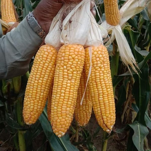 Non GMO Yellow Corn Grain from 파키스탄 supplied by Stalwart Seed Company - Regular 옥수수