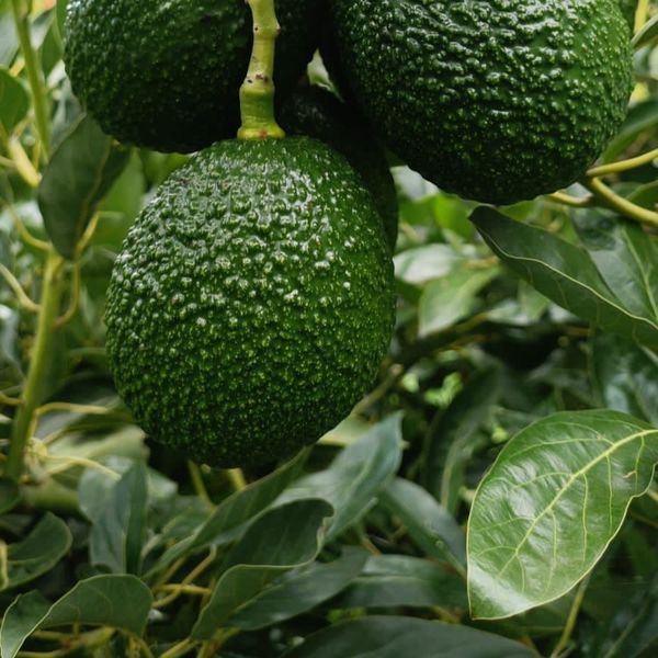 avocado hass from 페루 supplied by Haspe company Sac - 크기: 9 신선 아보카도