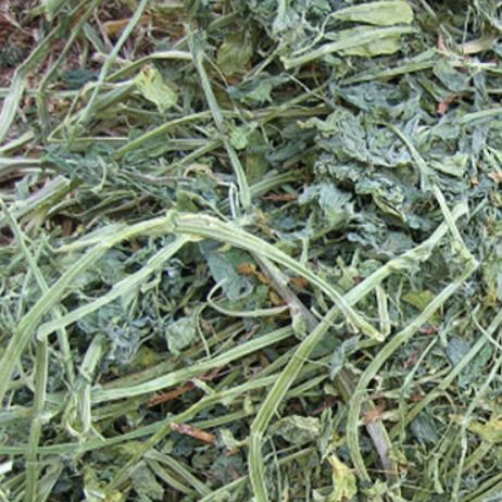 Alfalfa Hay & Pellets from 캐나다 supplied by BARR-AG LTD - 알팔파