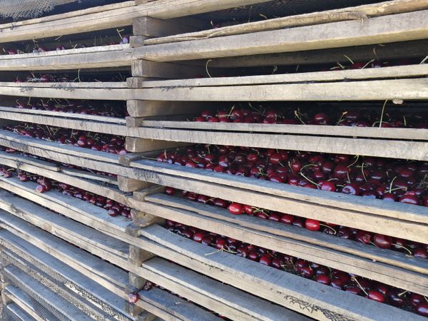 Dried Sweet Cherries from 칠레 supplied by Goodvalley - Raw 체리 가공품