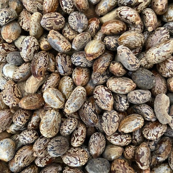 Castor Seed from 인도 supplied by PAN INTERNATIONAL - Dried 피마자(피마자씨)