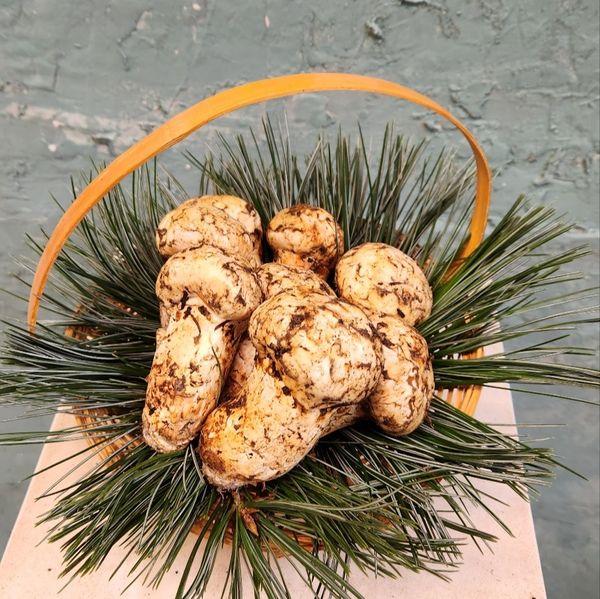 Pine Mushrooms / Matsutake / 송이버섯 from 캐나다 supplied by MJ health food ltd - Button 기타 신선 버섯류