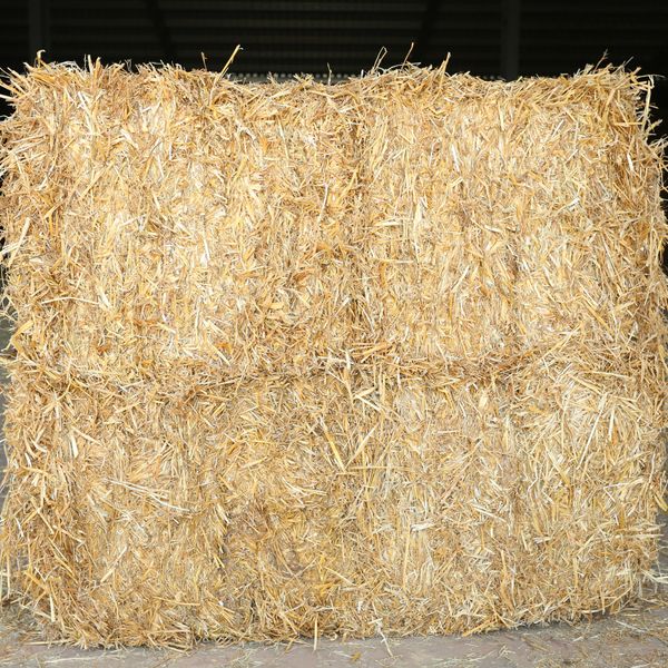 Wheat straw Hay For Animal from 파키스탄 supplied by Saremco Agri Commodities - Organic 밀짚