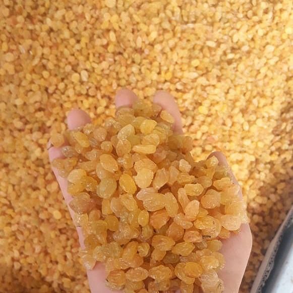 Golden Raisin from Iran supplied by Nutskala - Ladyfinger (=Lady Finger) Raisin (Dried Grape)