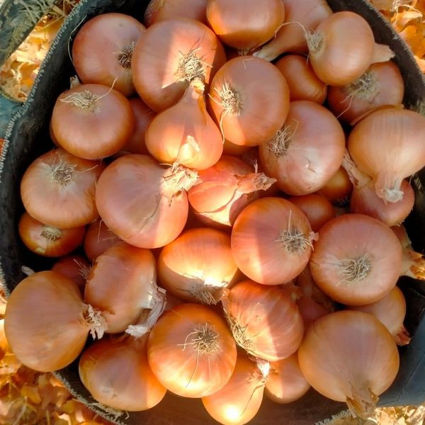 onion from 이집트 supplied by sun for export - 60-80mm 신선 양파
