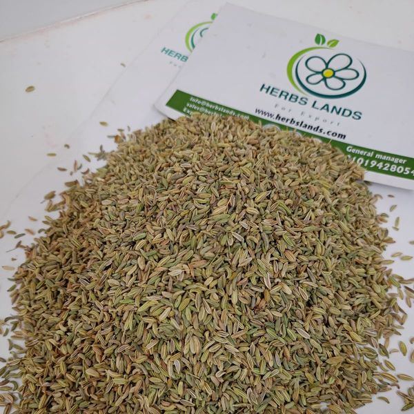 Fennel Seeds from 이집트 supplied by herbslands - Unspecified 펜넬