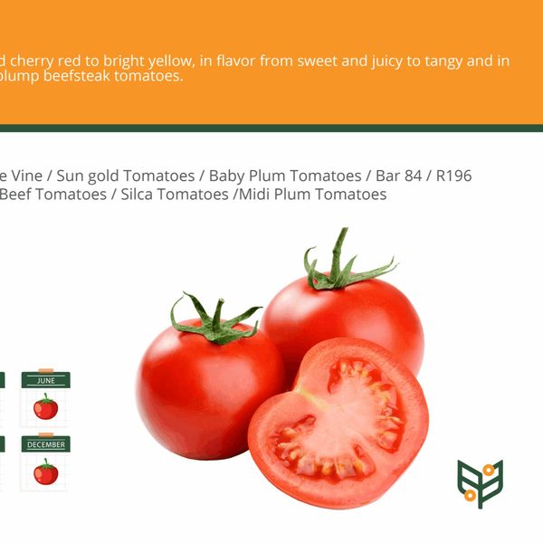 Egyptian Fresh Tomato Cherry Tomato from 이집트 supplied by Green Agro Exports - Gugija 신선 토마토