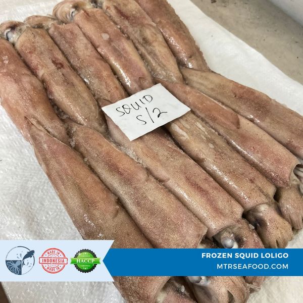 FROZEN SQUID LOLIGO BQ / IQF from 인도네시아 supplied by PT Mitra Timur Rayatama - 육지냉동 냉동 오징어