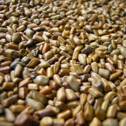 Cassia Seeds from 나이지리아 supplied by Fitzeron International Limited - 계피