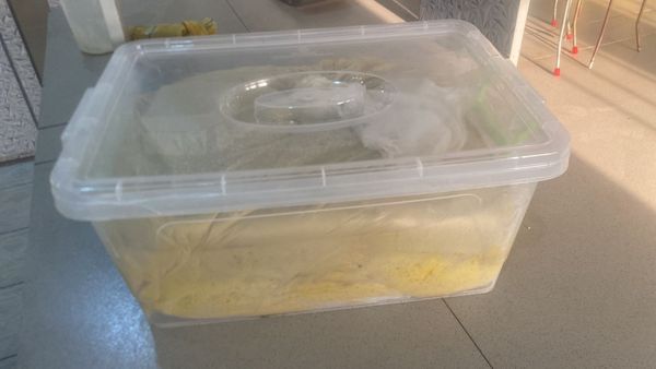 Sheabutter from 나이지리아 supplied by Hibwun NG LTD - Unrefined 시어 버터